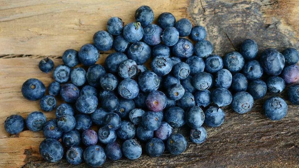blueberries-2270379_960_720|blueberries-2887933_960_720|agriculture-1846438_960_720